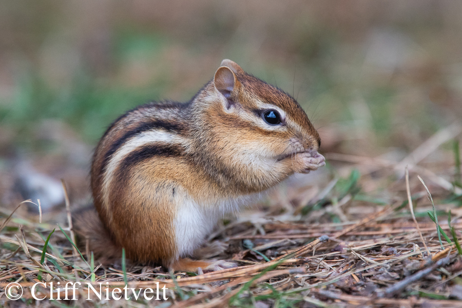 Eastern Chipmunk Feeding, REF: SMAMA013