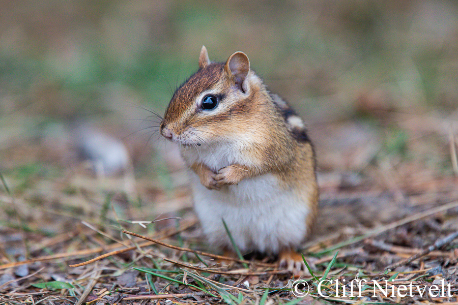 Eastern Chipmunk, REF: SMAMA014