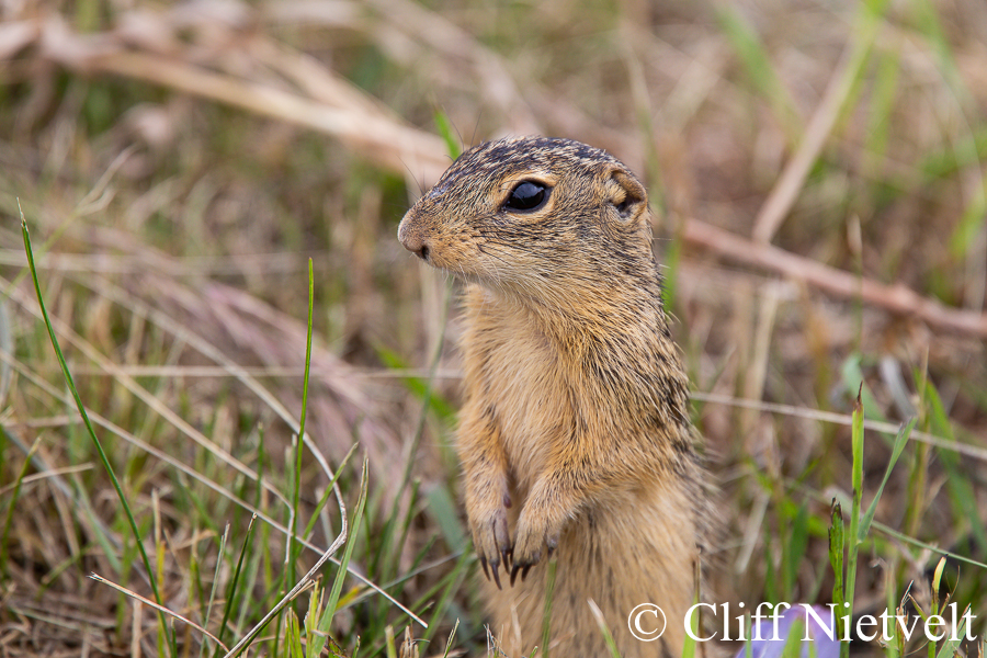 A Thirteen-Lined Ground Squirrel, REF: SMAMA016