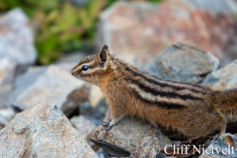 Yellow_Pine Chipmunk on Alert, REF: SMAMA017