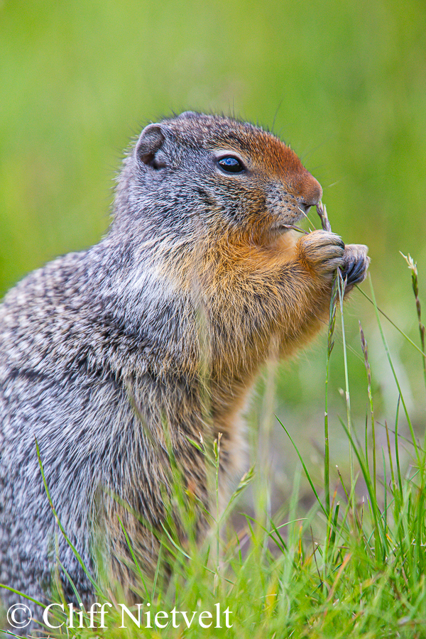 Columbian Ground Squireel Feeding, REF: SMAMA018