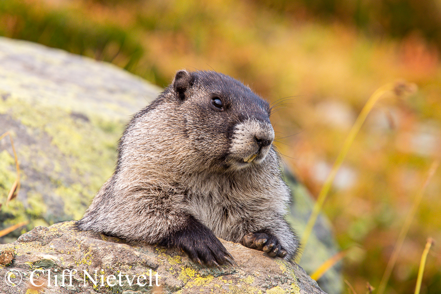 Hoary Marmot Resting, REF: SMAMA020