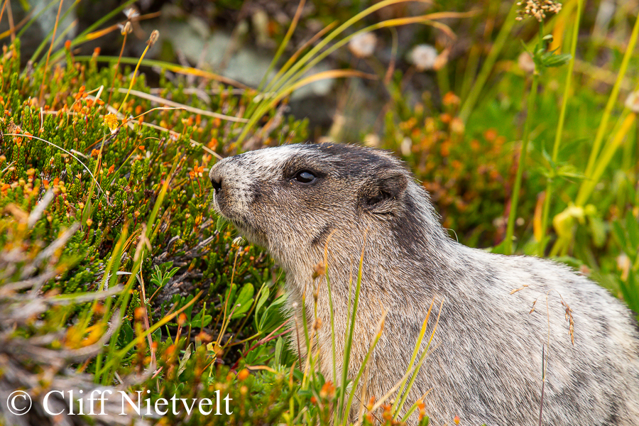 Hoary Marmot Feeding, REF: SMAMA021