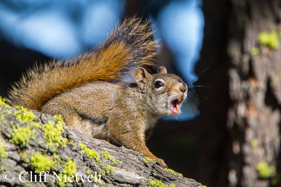 Red Squirrel Calling, REF: SMAMA022