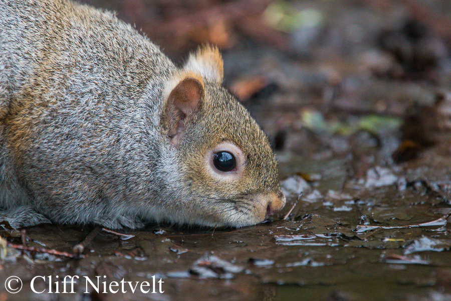 Grey Squirrel Drinking, REF: SMAMA025