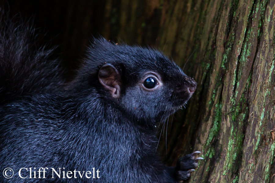 Black-Phase Grey Squirrel, REF: SMAMA026