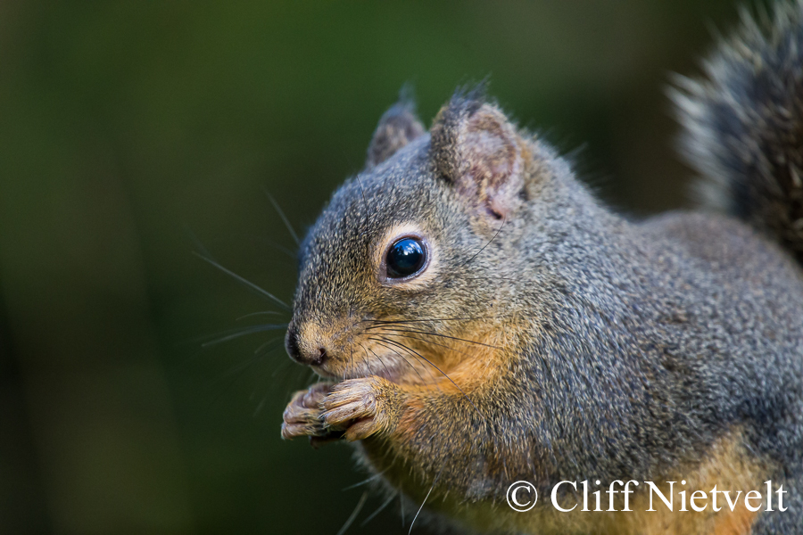 Douglas Squirrel, REF: SMAMA027