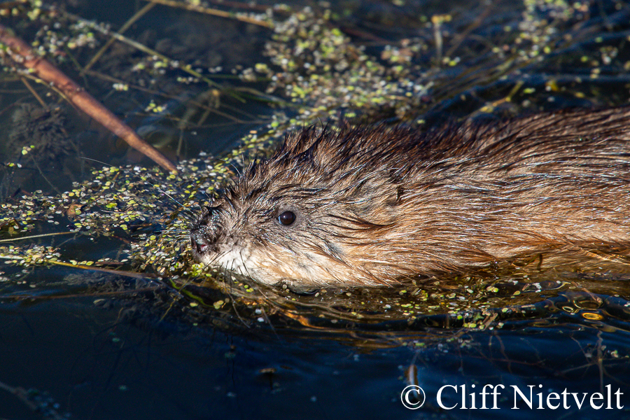 A Young Muskrat, REF: SMAMA033