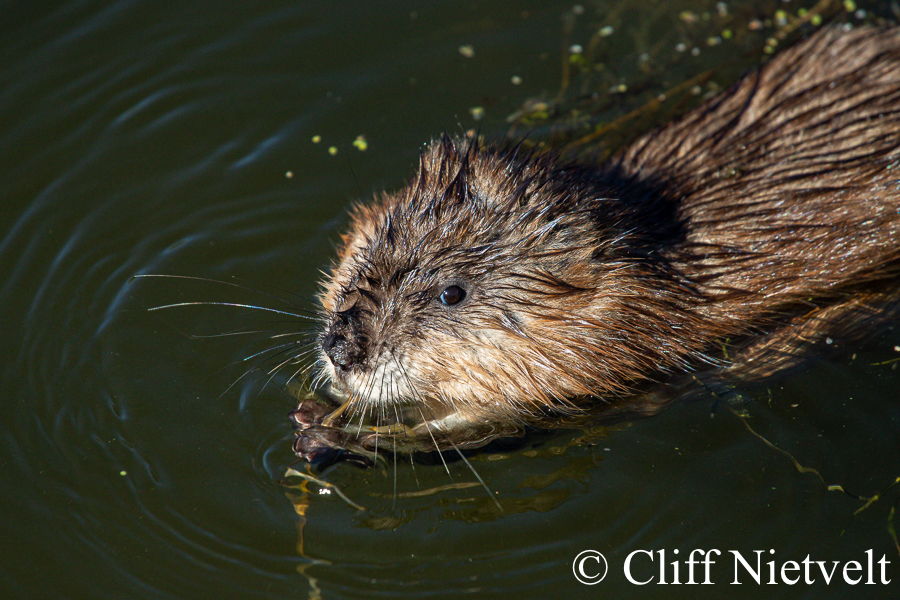 A Young Muskrat Feeding, REF: SMAMA034