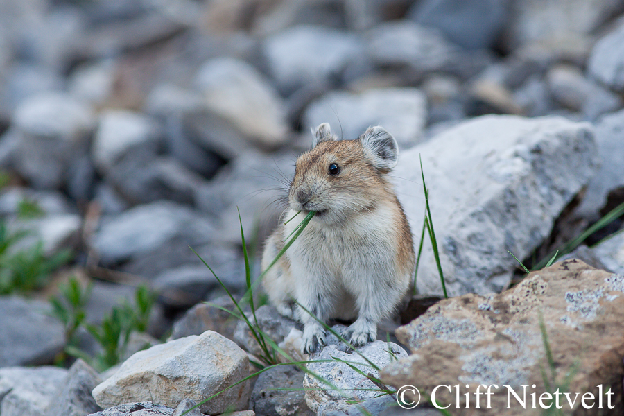 A Pika and Grass, REF: SMAMA035