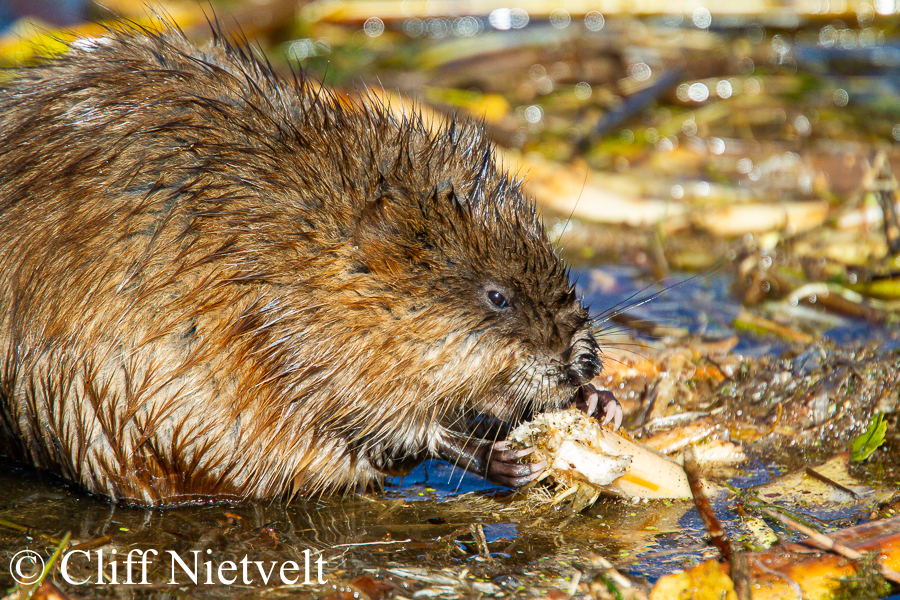 A Muskrat Feeding in the Marsh, REF: SMAMA036