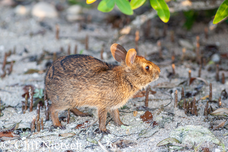 A Marsh Rabbit, REF: SMAMA037