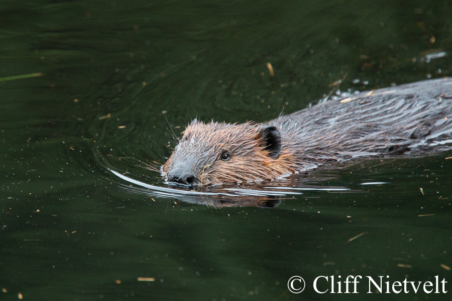 A Young Beaver, REF: SMAMA038