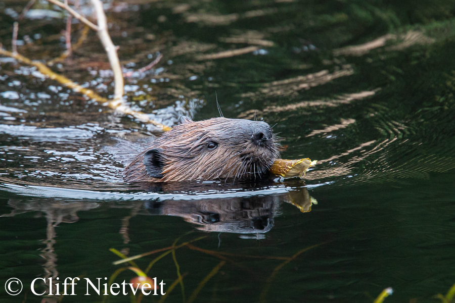 A Beaver Dragging a Branch, REF: SMAMA040