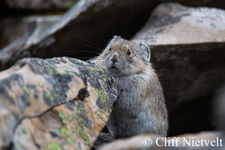 A Nervous Pika, REF: SMAMA043