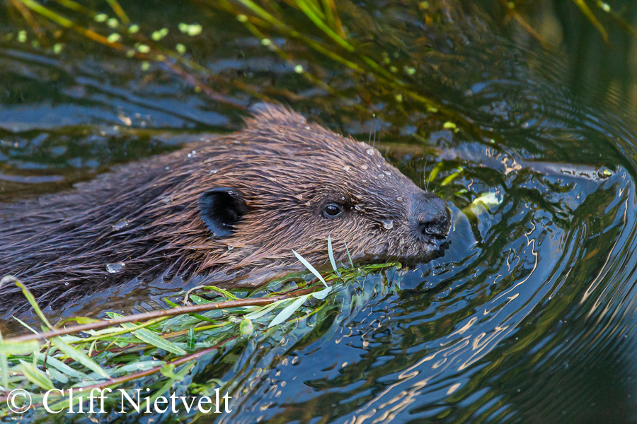 A Beaver Siwmming with Willow, SMAMA045