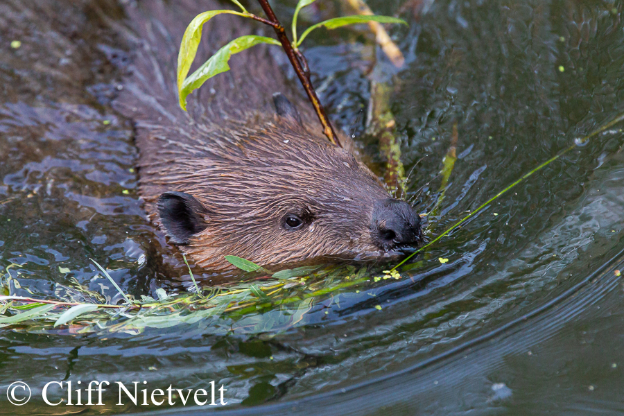 Beaver with Food, SMAMA046