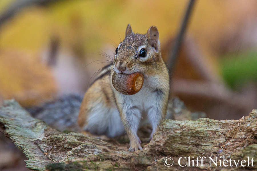 An Eastern Chipmunk and an Acorn, SMAMA048