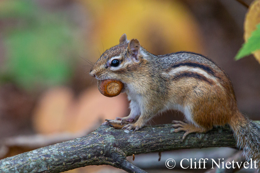 An Eastern Chipmunk Gathering Acorns, SMAMA049