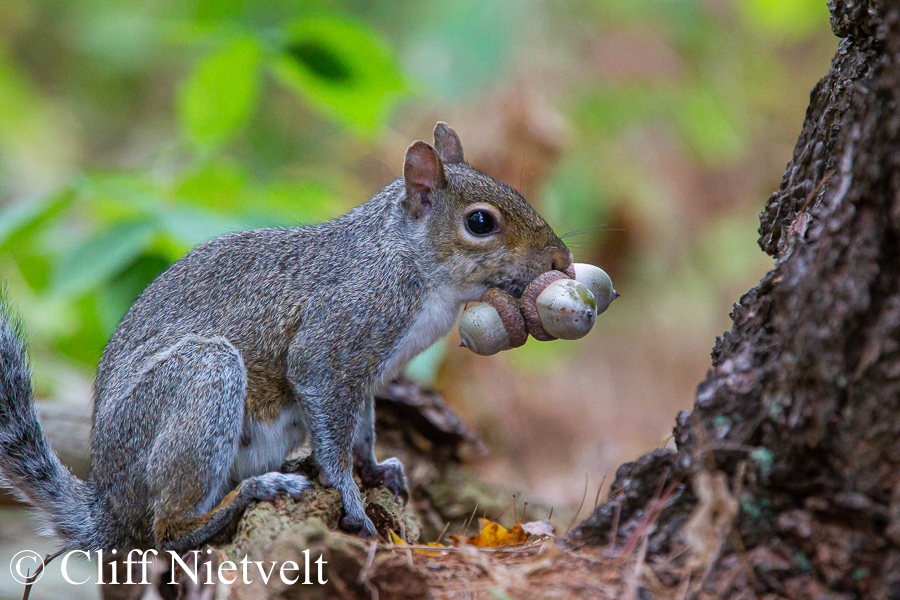 Greedy Grey Squirrel, SMAMA050