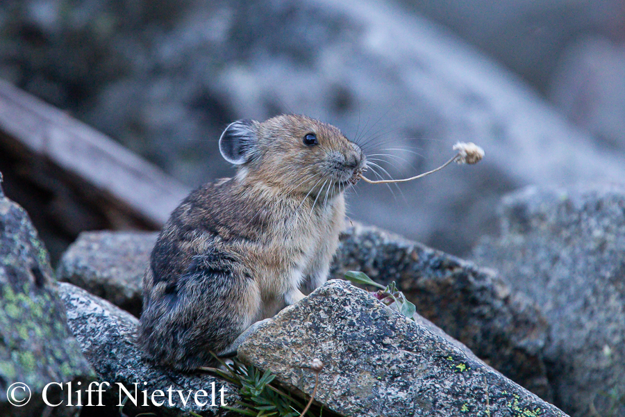 A Pika Eating, SMAMA051