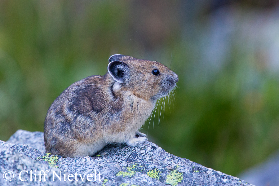 A Perched Pika, SMAMA052