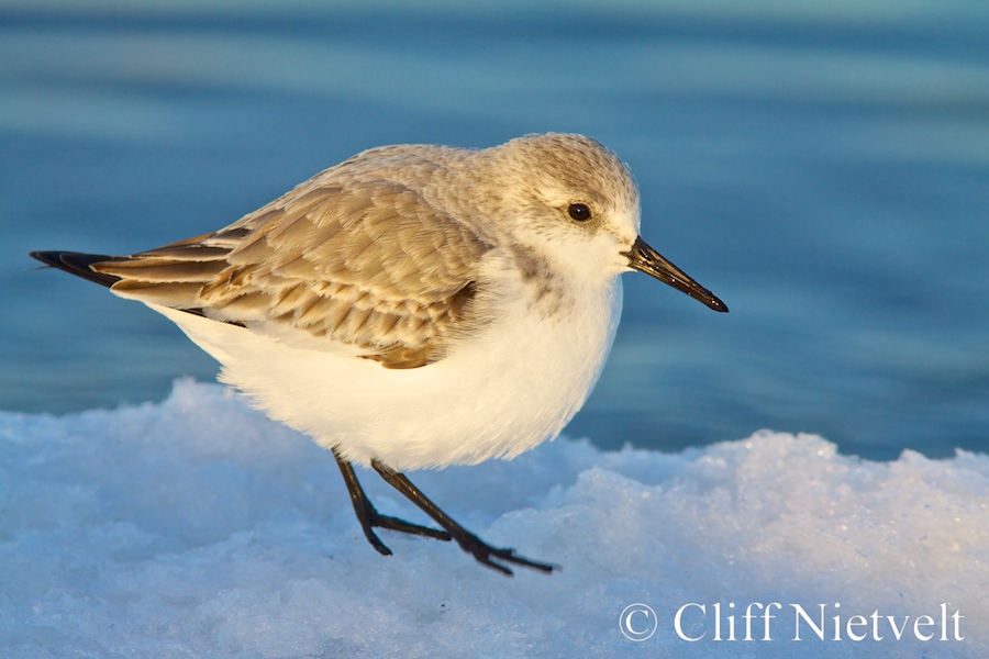 Sanderling