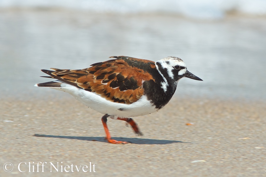 Ruddy Turnstone