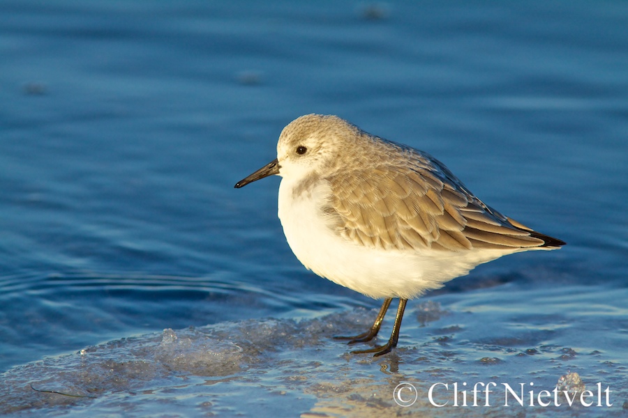 Sanderling on Ice