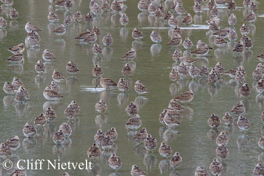 Long-Billed Dowwitchers REF: WABI00