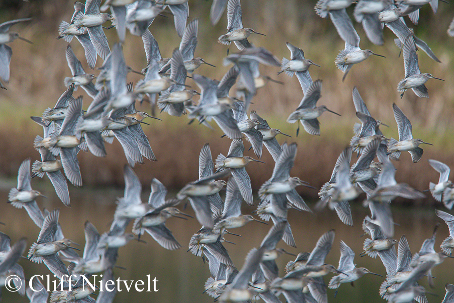 Long-Billed Dowwitchers in Flight REF: WABI00