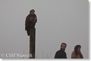 Immature bald eagle & visitors