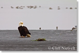 Mature bald eagle on sandbar