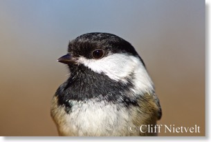 Black-Capped Chickadee