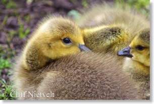 Canada goose goslings