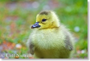 Canada goose gosling