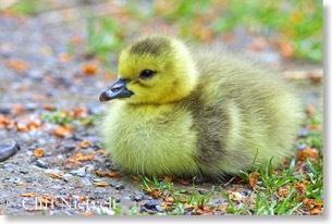 Canada goose gosling resting