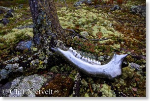Caribou jaw