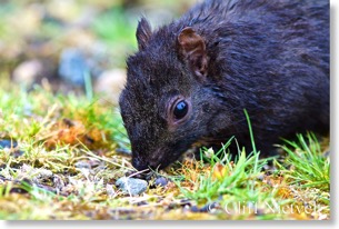Eastern gray squirrel foraging