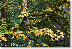 Maples, Cathedral Grove, MacMillan Provincial Park
