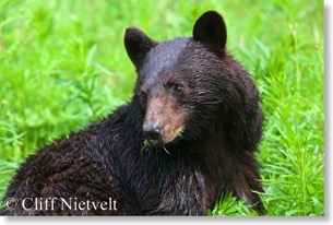 Black bear feeding on horsetail, SW British Columbia