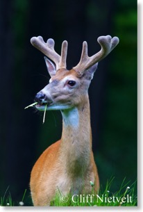 White-tailed deer buck in velvet, Banff National Park, Alberta