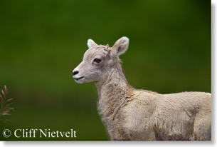 Bighorn sheep lamb, Peter Lougheed Park, Alberta