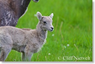 Bighorn sheep lamb next to mother, Peter Lougheed Park, Alberta