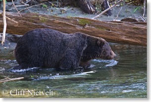 Large male wading in river