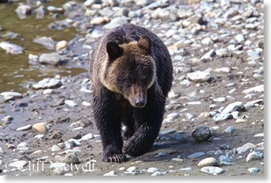 Cub on the move