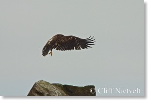 Juvenile Bald Eagle