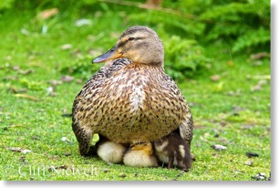 Mallard hen with ducklings