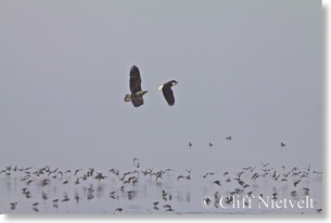 Immature bald eagle chasing a mature