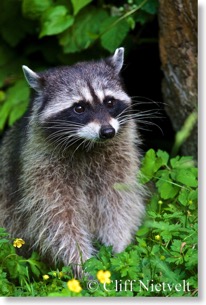 Raccoon Posing, Stanley Park, Vancouver, BC